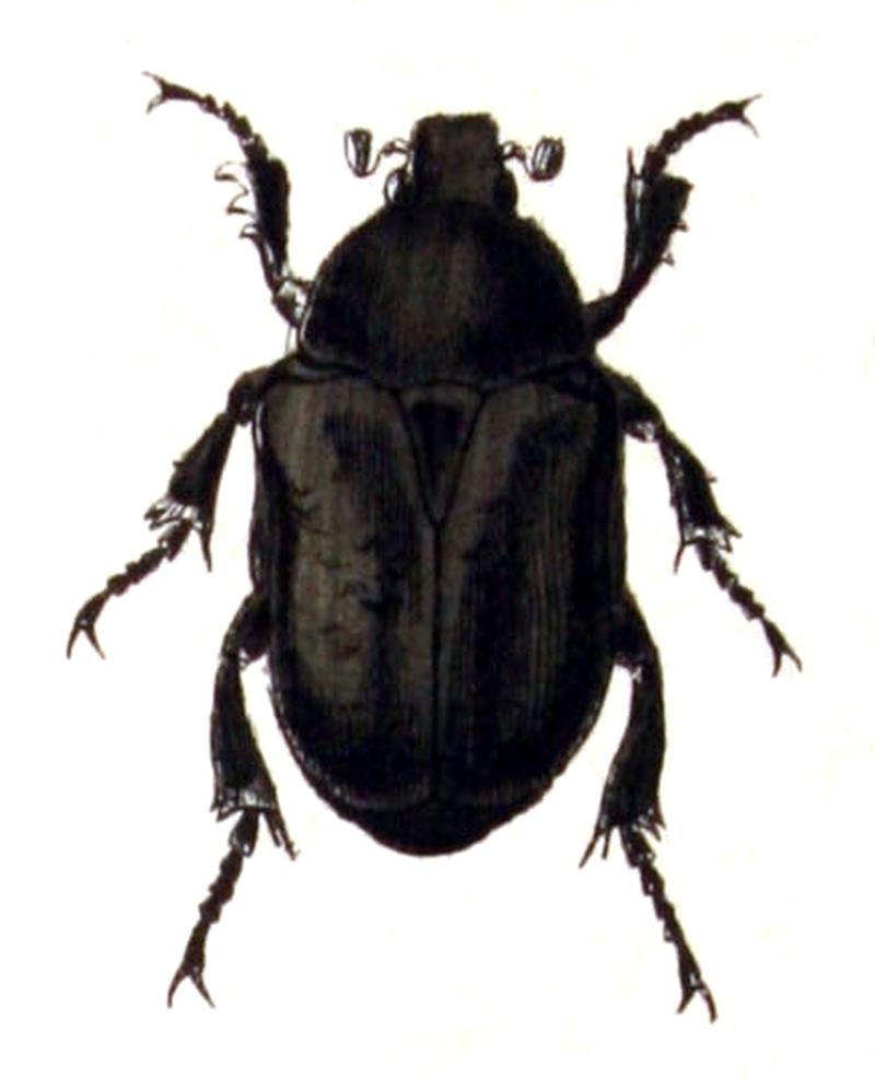 Protaetia.lugubris.lugubris.-.calwer.18.03