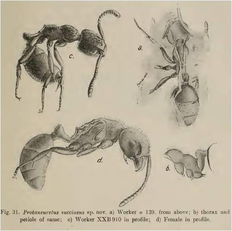 Protaneuretus succineus Wheeler 1915