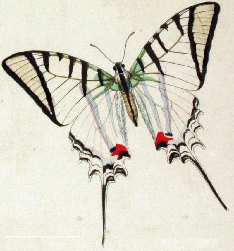 Protesilaus macrosilaus penthesilaus