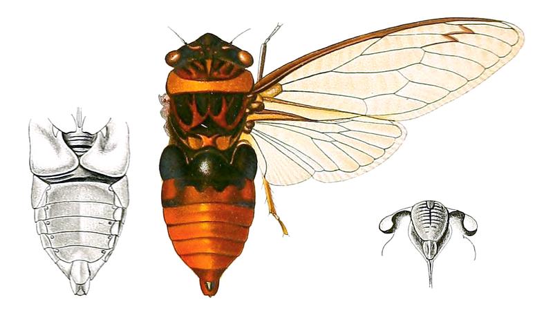 Psaltoda aurora Distant 1912