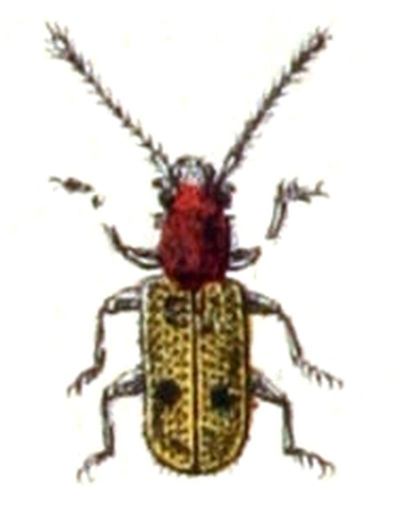 Psammoecus.bipunctatus.-.calwer.15.17