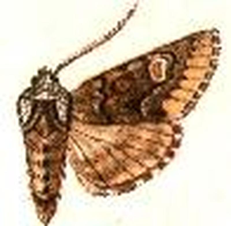 Psaphida thaxteriana