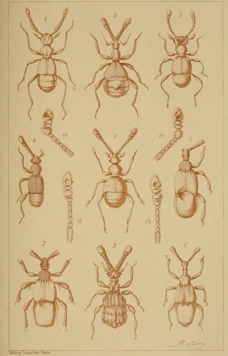 Pselaphidae