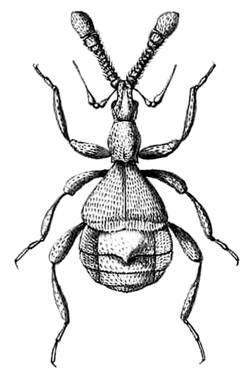 Pselaphischnus squamosus