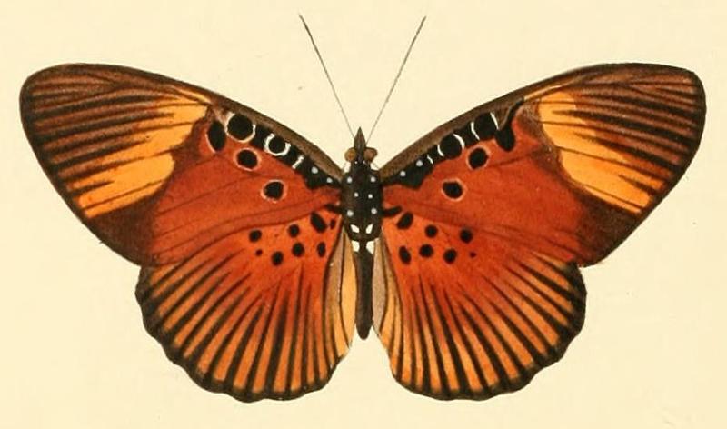 Pseudacraea dolomena