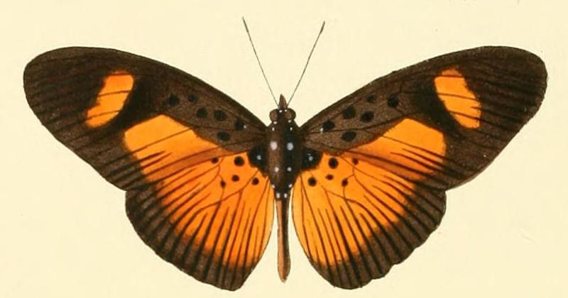 Pseudacraea eurytus