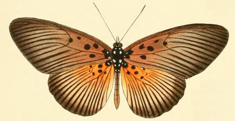 Pseudacraea eurytus1