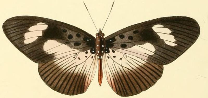 Pseudacraea eurytus2