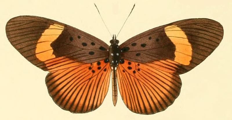 Pseudacraea eurytus3