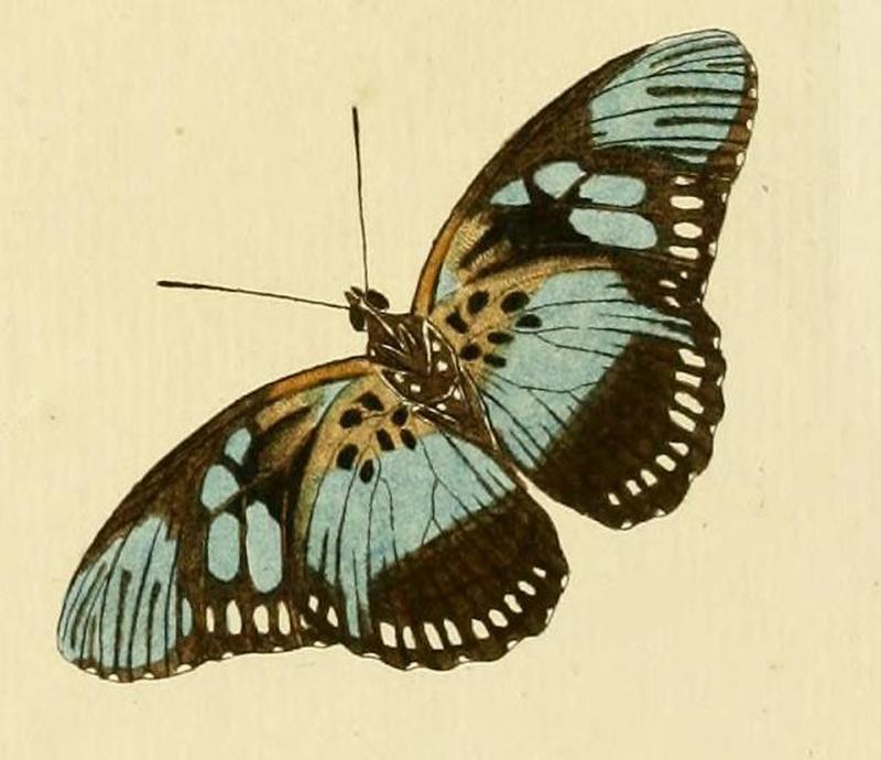 Pseudacraea lucretia