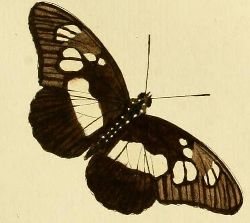 Pseudacraea lucretia1