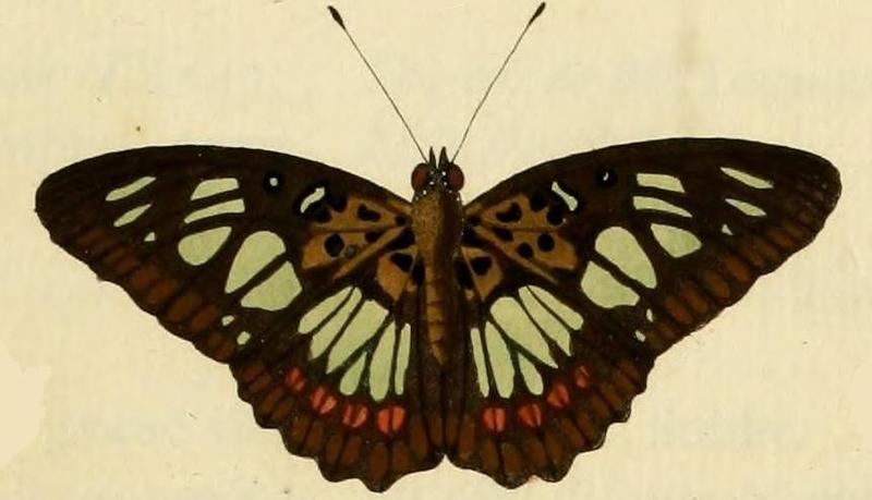 Pseudacraea semire