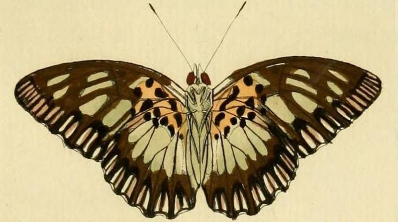 Pseudacraea semire1