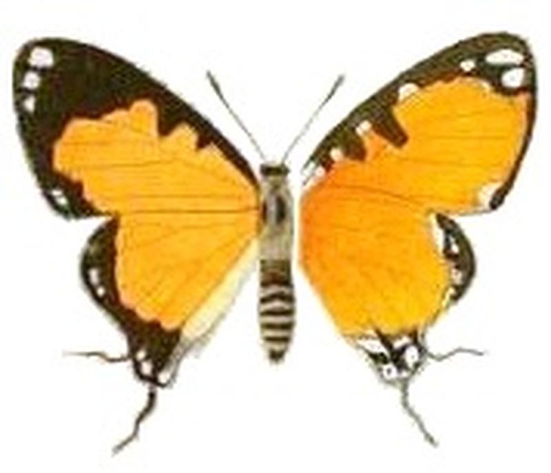 Pseudaletis tricolor