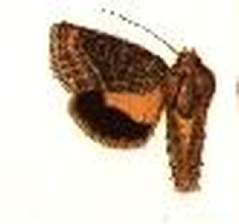 Pseudanarta falcata
