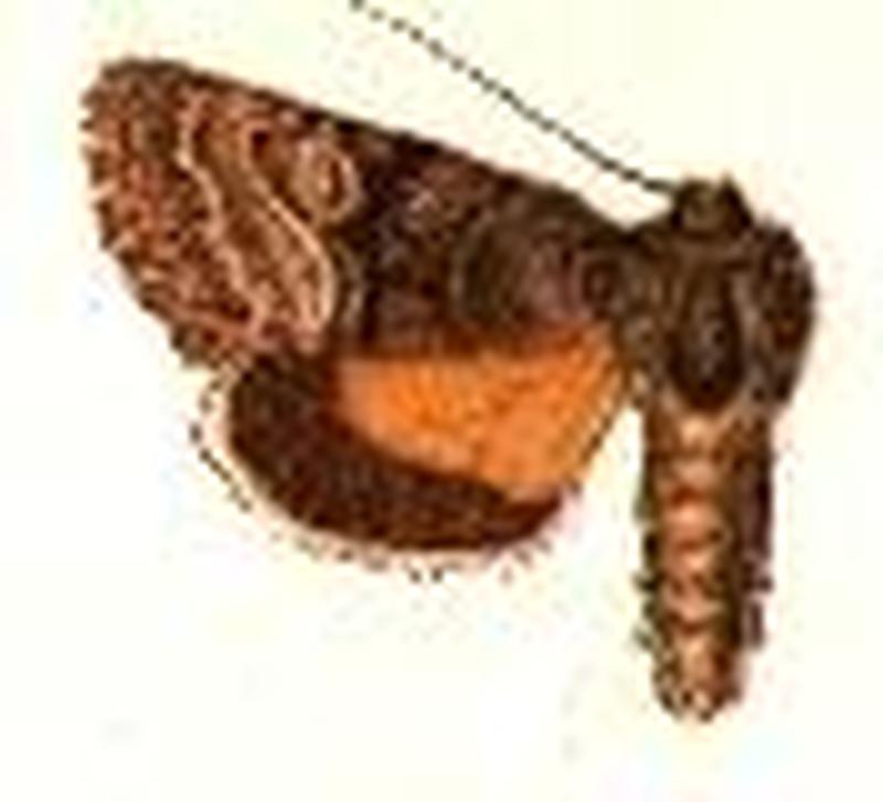 Pseudanarta flavidens