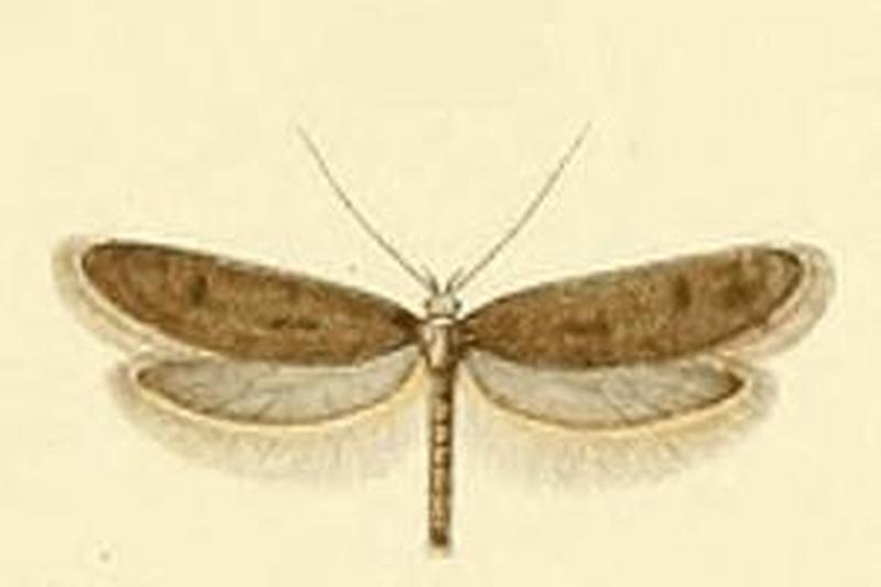 Pseudatemelia fuscifrontella