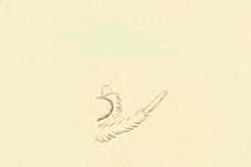 Pseudatemelia fuscifrontella1