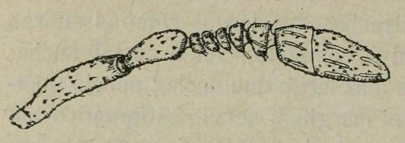 Pseudectroma europaeum Fauna ibérica p192 Fig.64