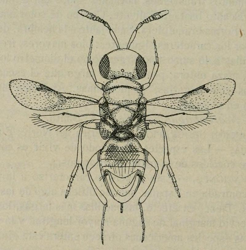 Pseudectroma europaeum Fauna ibérica p192 Fig.65