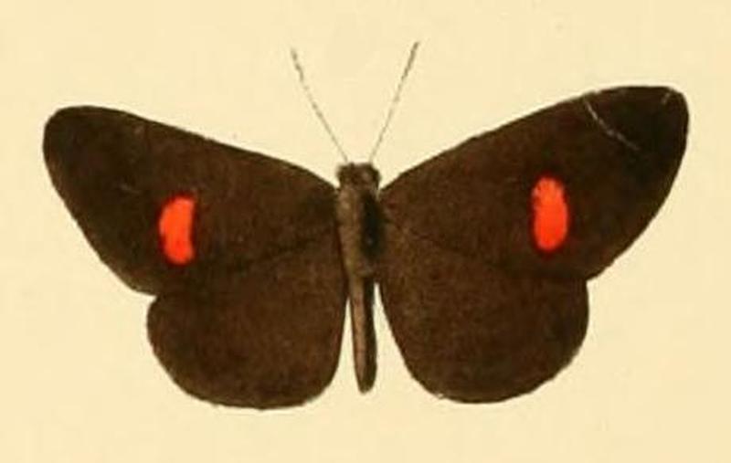 Pseuderesia eleaza