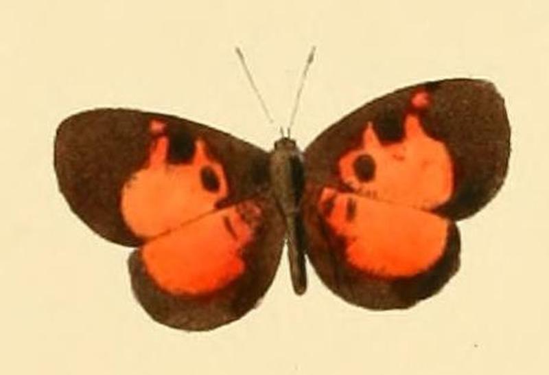 Pseuderesia isca