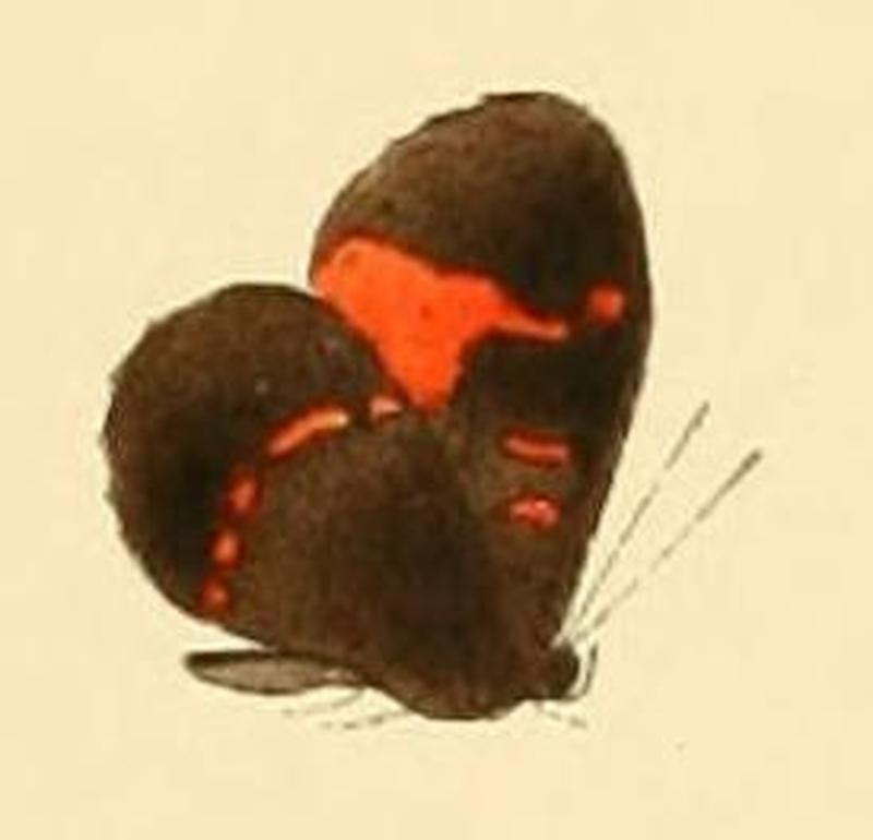 Pseuderesia isca1