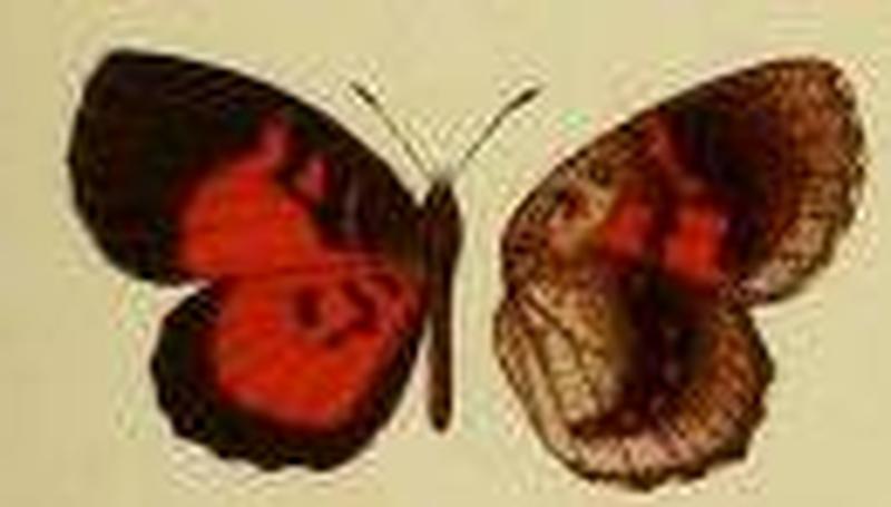Pseuderesia osheba f