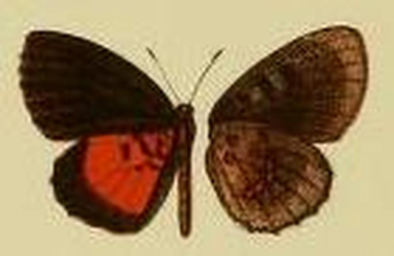 Pseuderesia osheba m