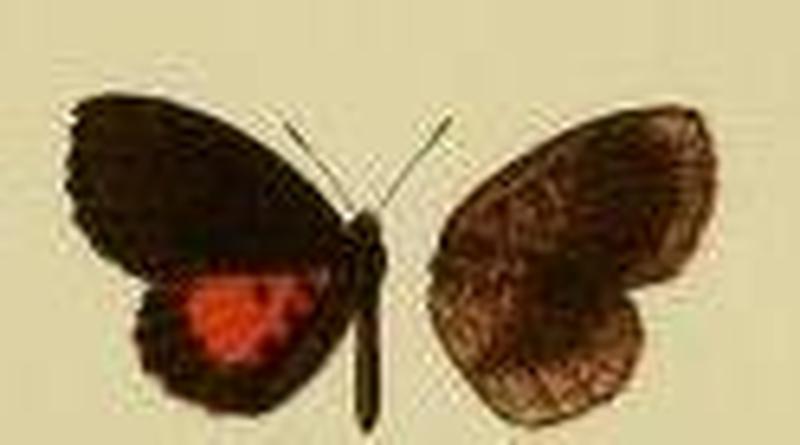 Pseuderesia rutilo