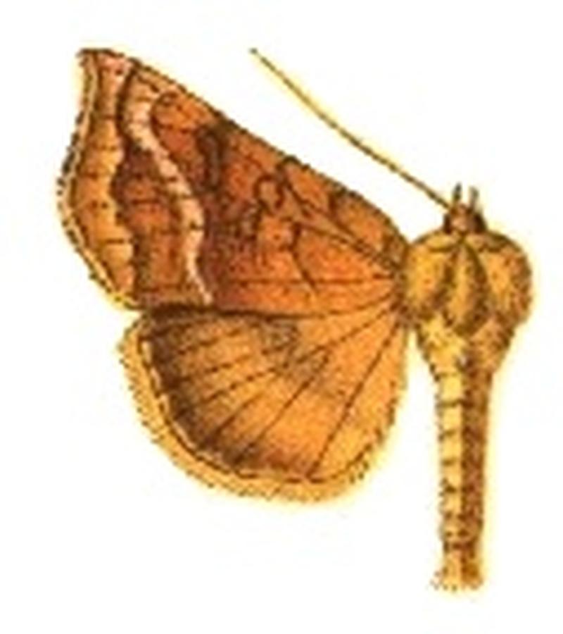 Pseudeva palligera