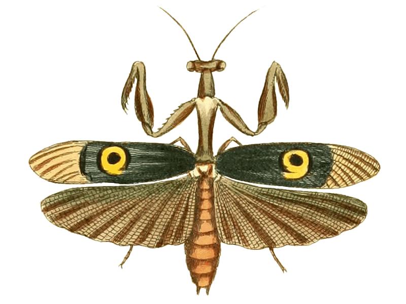 Pseudocreobotra ocellata