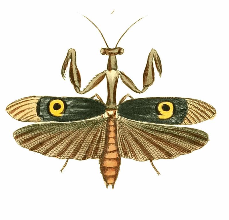 Pseudocreobotra ocellata Illustrations of Exotic Entomology III 43 (cropped)