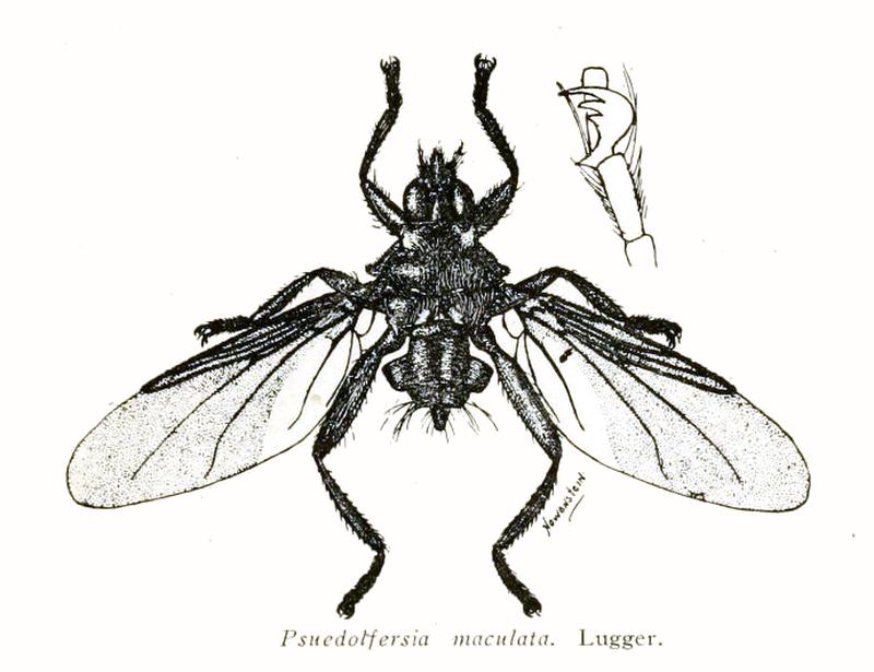 Pseudolfersia maculata