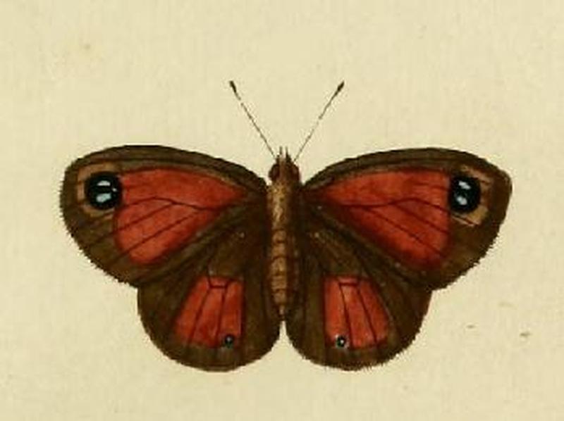 Pseudonympha hippia