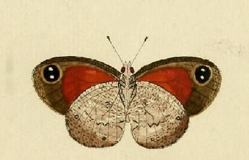 Pseudonympha hippia1