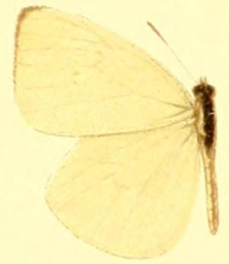 Pseudopieris nehemia