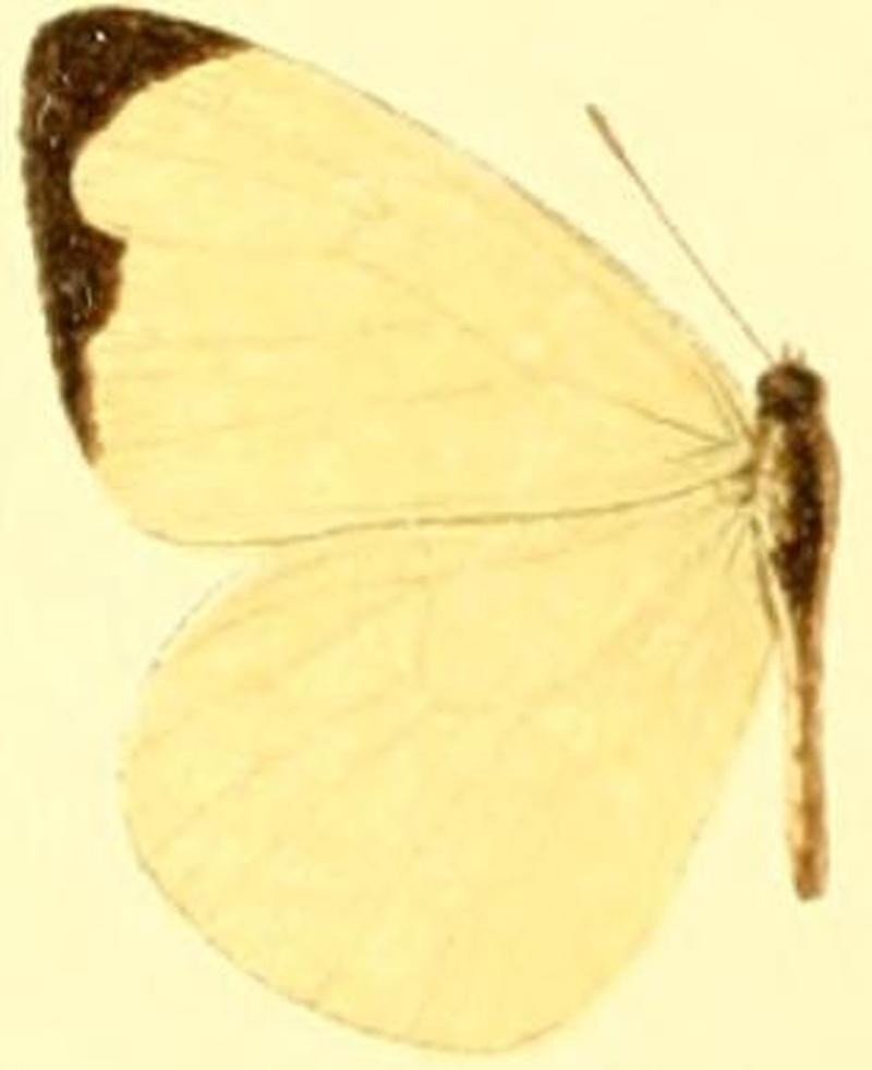 Pseudopieris nehemia aequatorialis