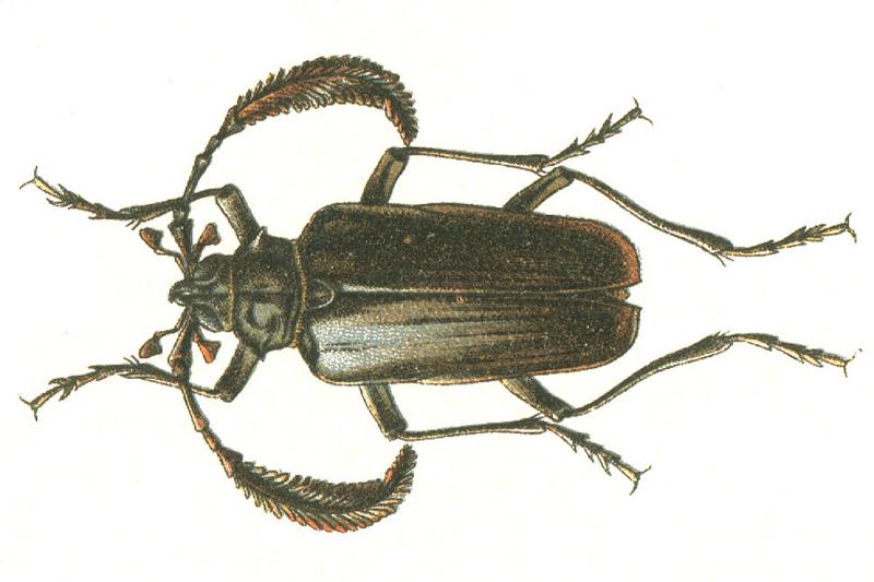 Pseudoprionus bienerti (Georgiy Jacobson - Beetles Russia and Western Europe - plate 65)