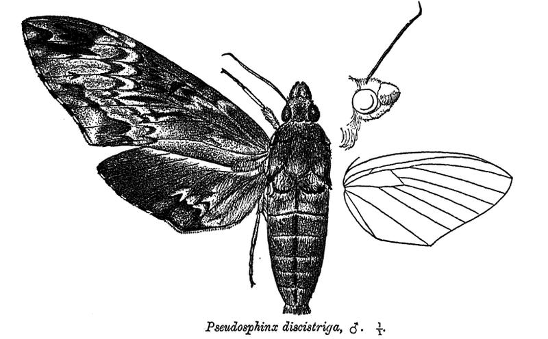 PseudosphinxDiscistriga