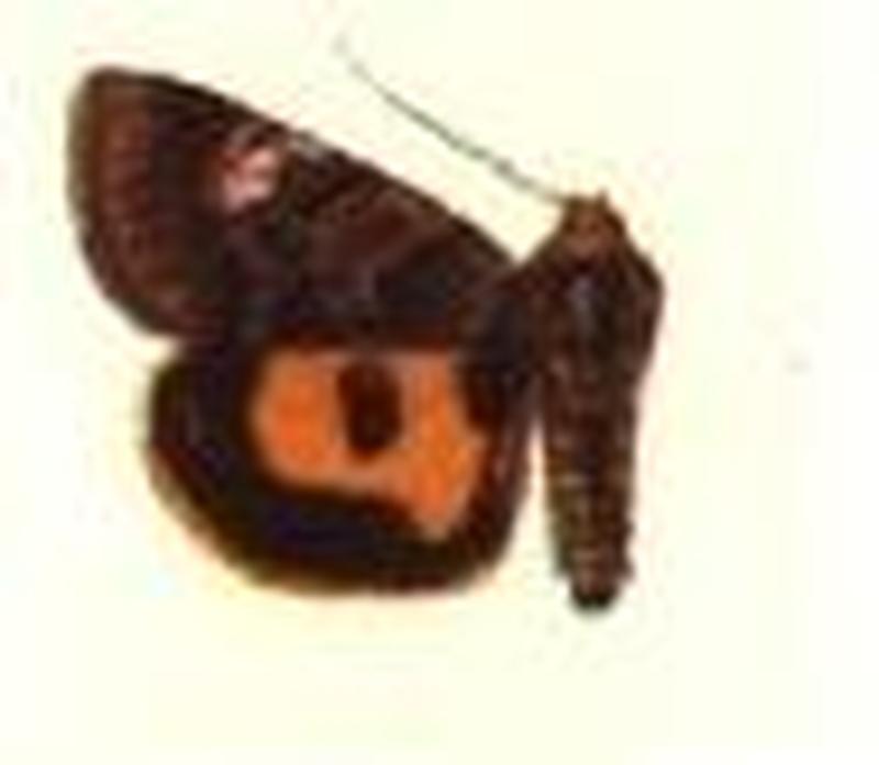 Pseudotamila copiosa