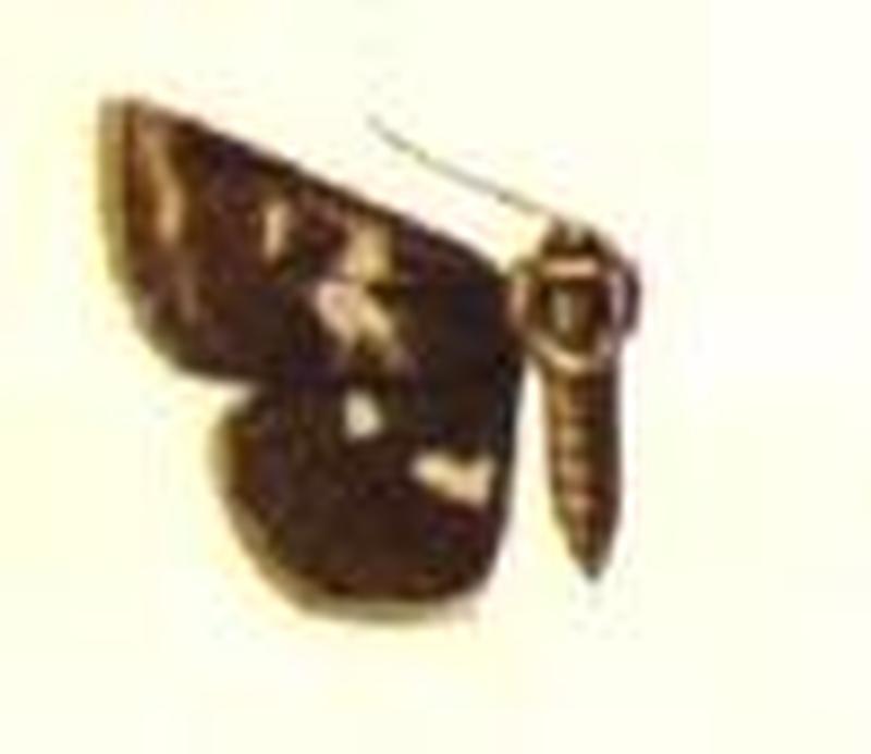 Pseudotamila perminuta