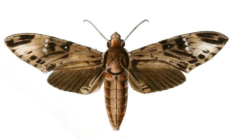 Psilogramma discistriga