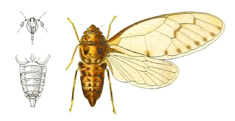 Psithyristria specularis Distant 1914
