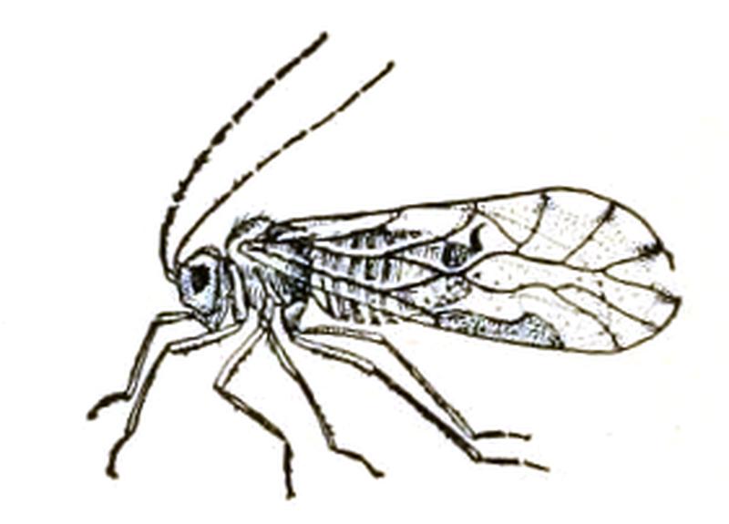 Psocoptera icon