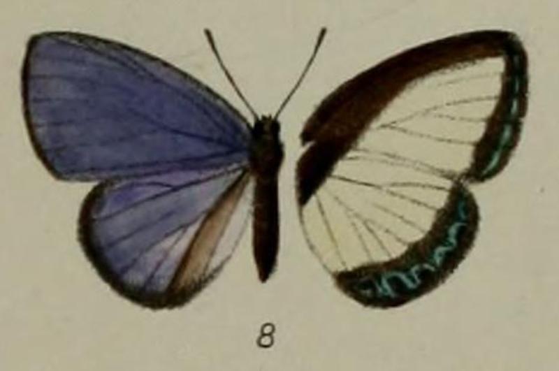 Psychonotis browniiDruce&BB1893