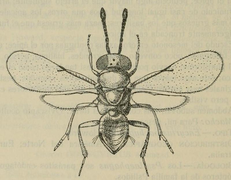 Psyllaephagus euphyllurae, female, Spain