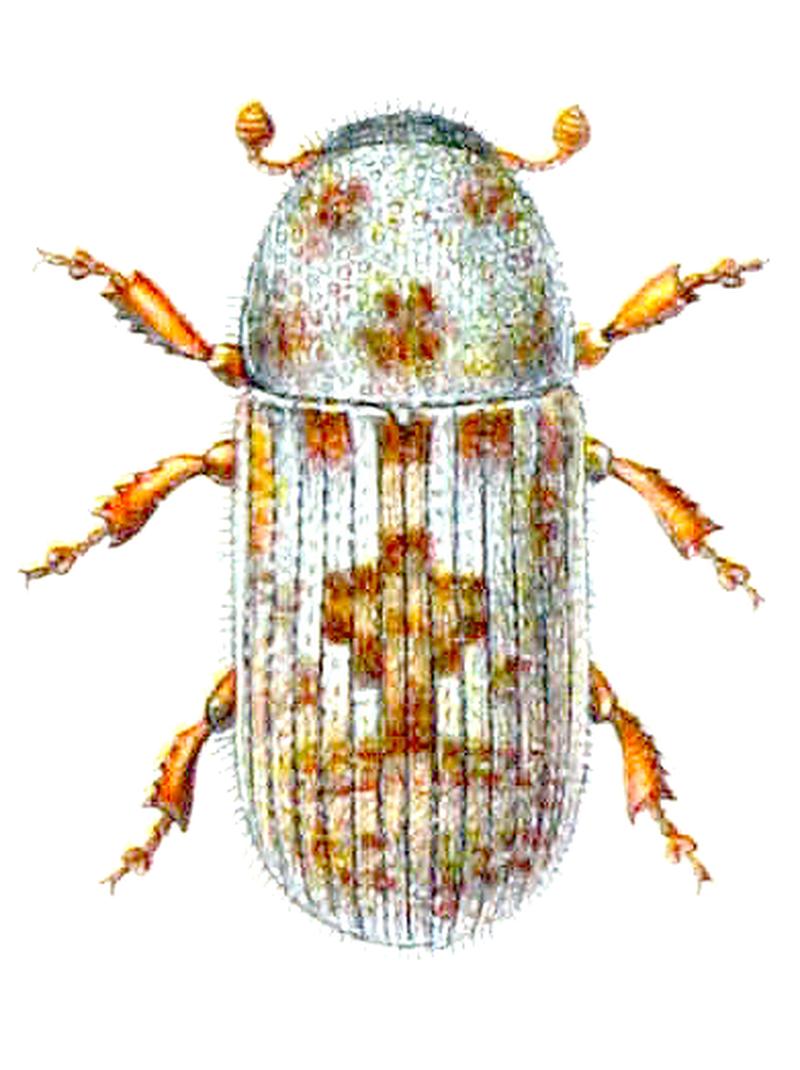 Pteleobius vittatus
