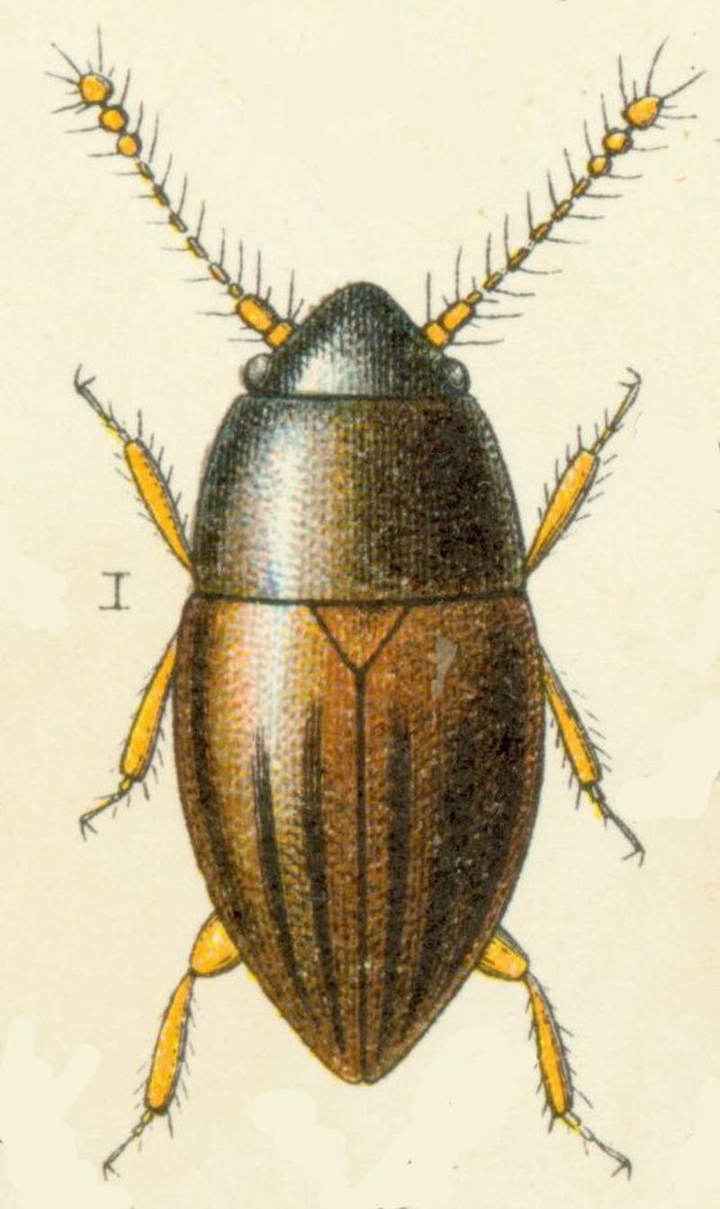Ptenidium gressneri