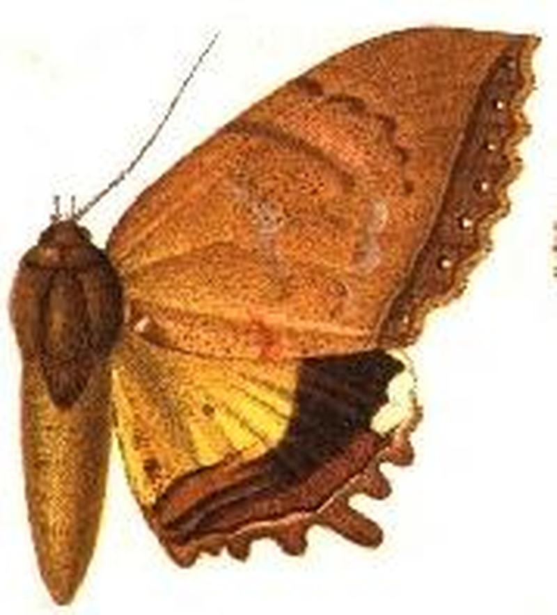 Pterocyclophora huntei female
